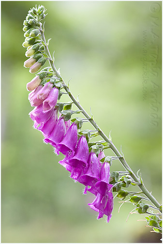 Digitalis purpurea 1