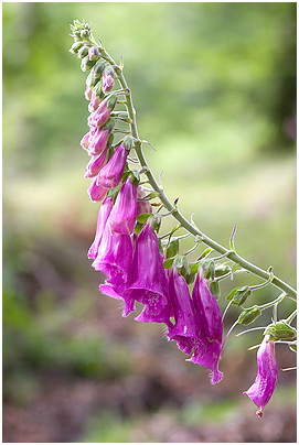 Digitalis purpurea 2