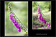 Digitalis purpurea 1