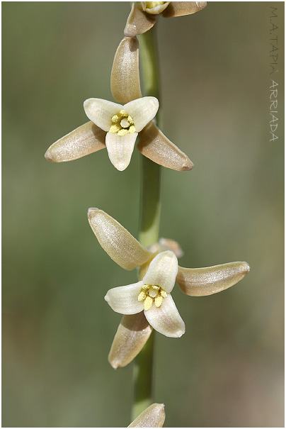 Dipcadi serotinum