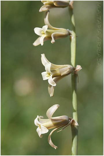Dipcadi serotinum