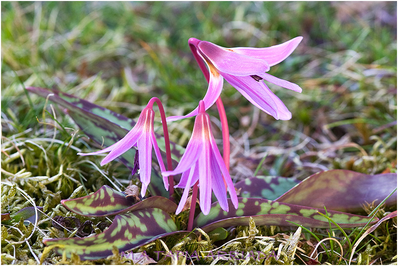 Erythronium dens-canis 2
