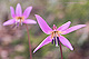 Erythronium dens-canis 1