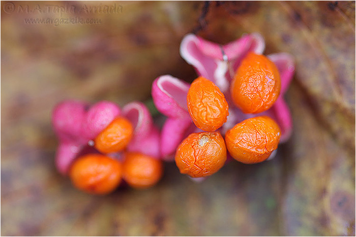 Euonymus europaeus