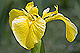Iris pseudacorus 1