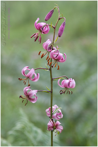 Lilium martagon 2
