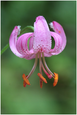 Lilium martagon 3