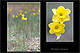 Narcissus assoanus 1