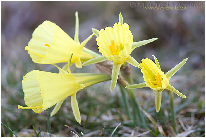 Narcissus bulbocodium 2