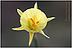 Narcissus bulbocodium 1