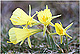 Narcissus bulbocodium 2