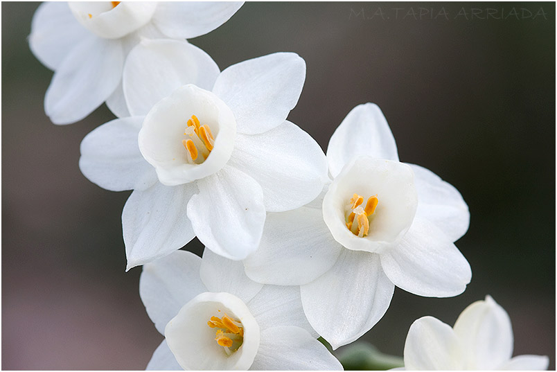 Narcissus dubius 1
