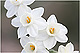 Narcissus dubius 1