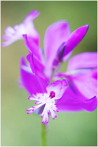Polygala vulgaris 1