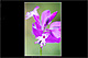 Polygala vulgaris 1