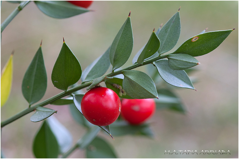Ruscus aculeatus