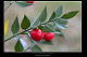 Ruscus aculeatus 1