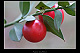 Ruscus aculeatus 2