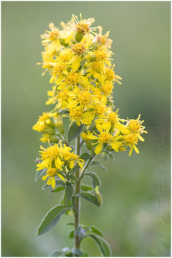 Solidago virgaurea 1