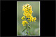 Solidago virgaurea 1
