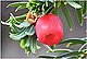 Taxus baccata 1