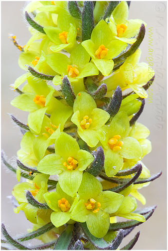 Thymelaea ruizii 1