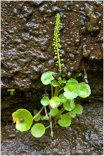 Umbilicus rupestris 1