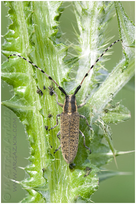 Agapanthia dahli 4