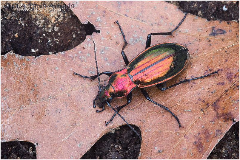 Carabus lineatus 2