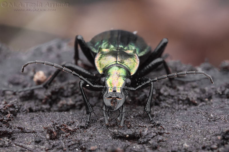 Carabus lineatus 3