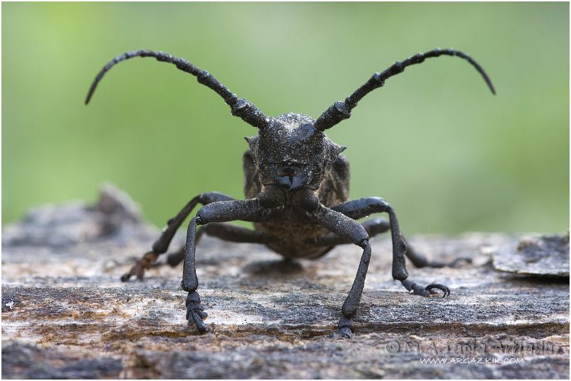 Lamia textor 1