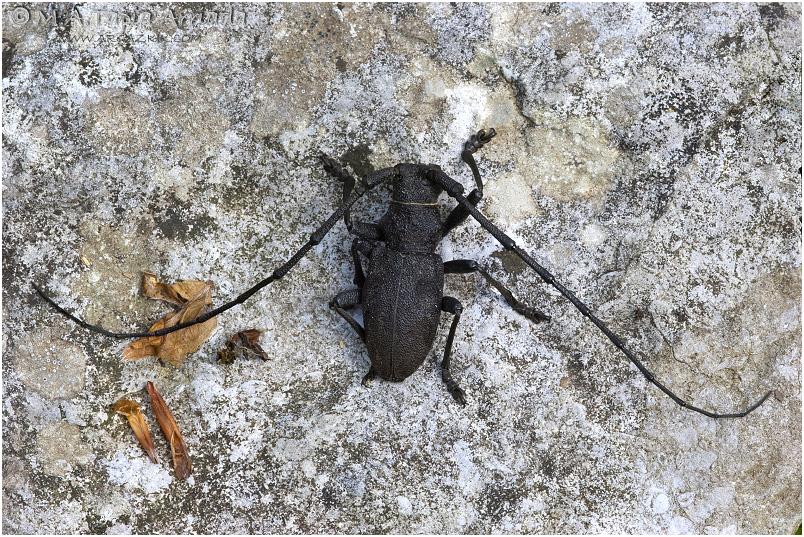 Morimus asper 2