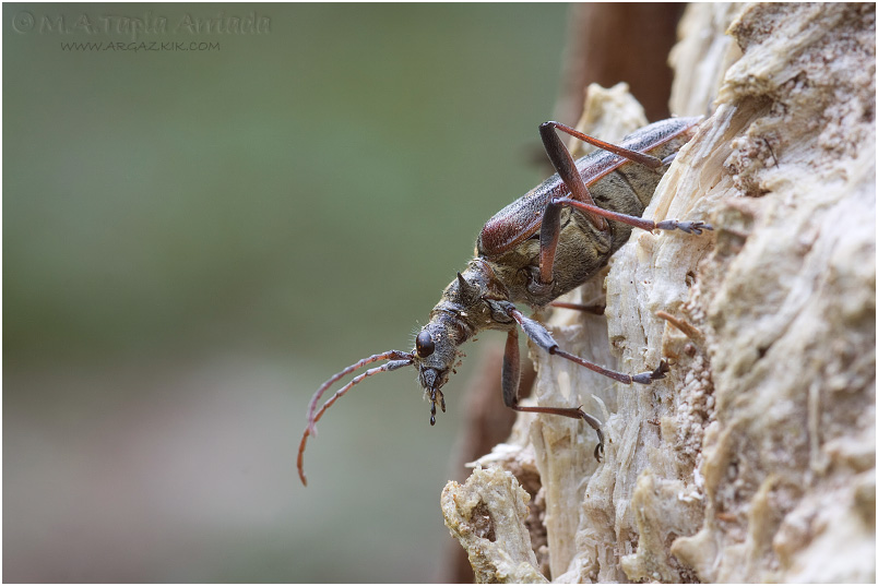 Rhagium bifasciatum 2