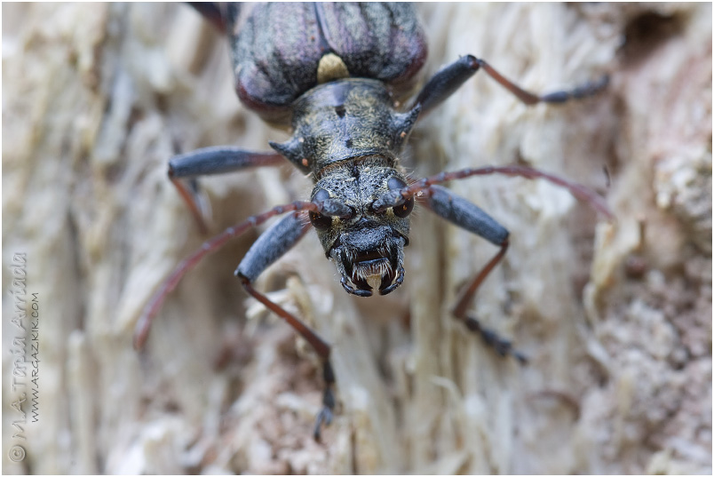 Rhagium bifasciatum 3
