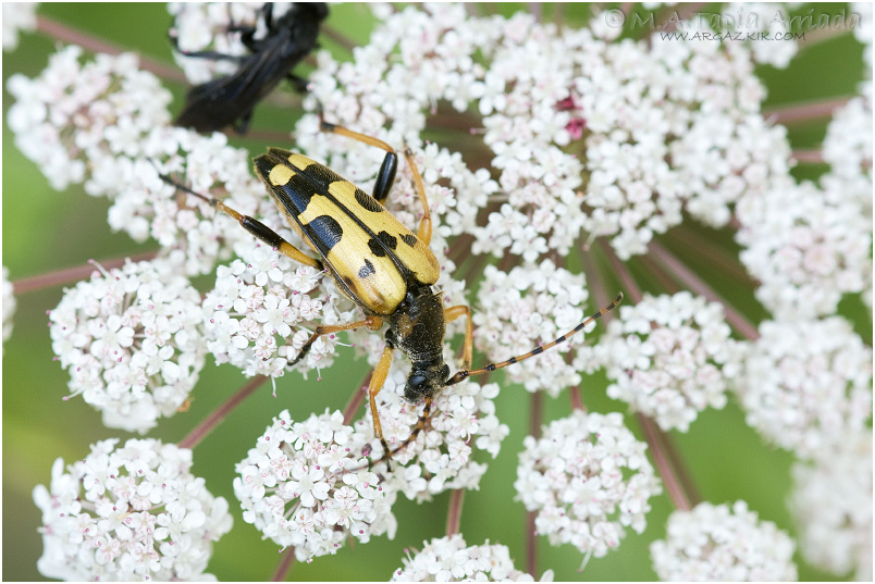 Rutpela maculata 2