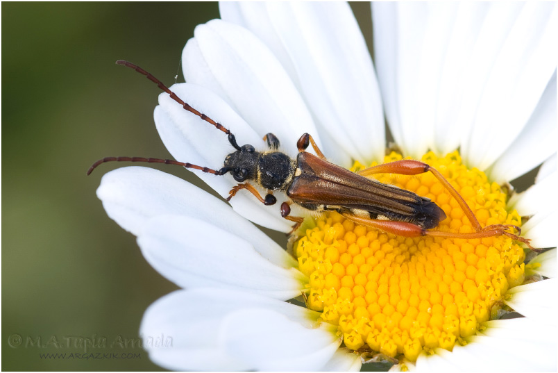 Stenopterus rufus 2