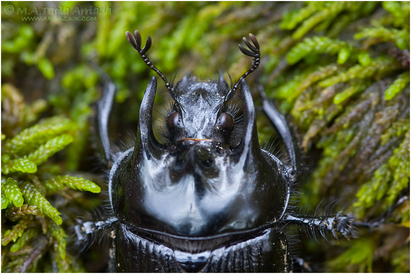 Typhaeus typhoeus 2
