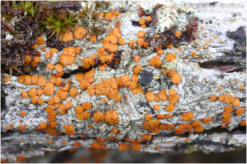 Caloplaca ferruginea