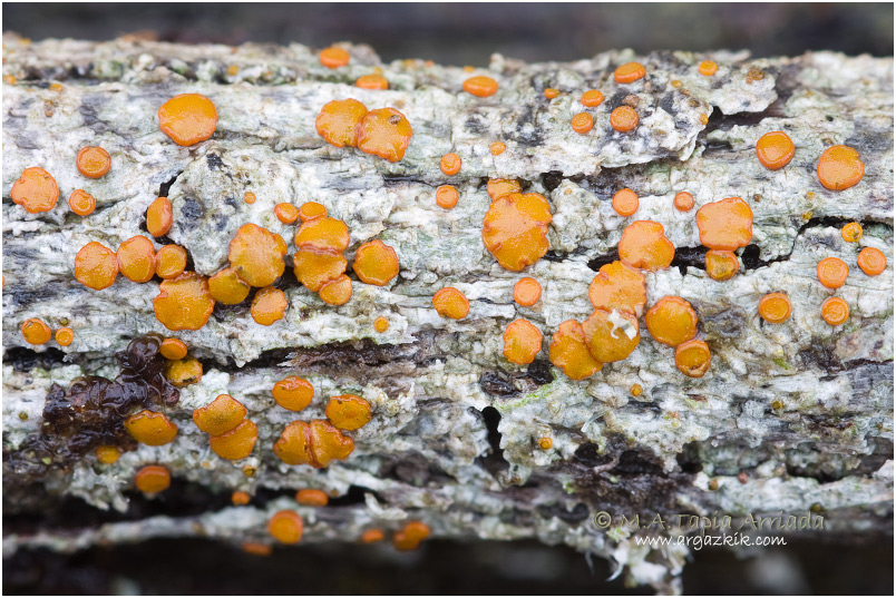 Caloplaca ferruginea 2