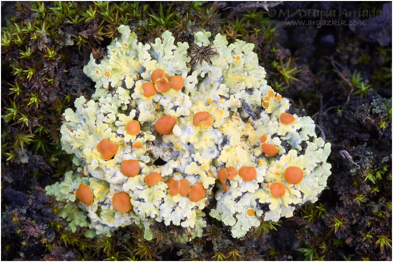 Fulgensia fulgens