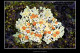 Fulgensia fulgens