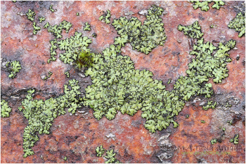 Phaeophyscia orbicularis
