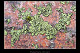Phaeophyscia orbicularis