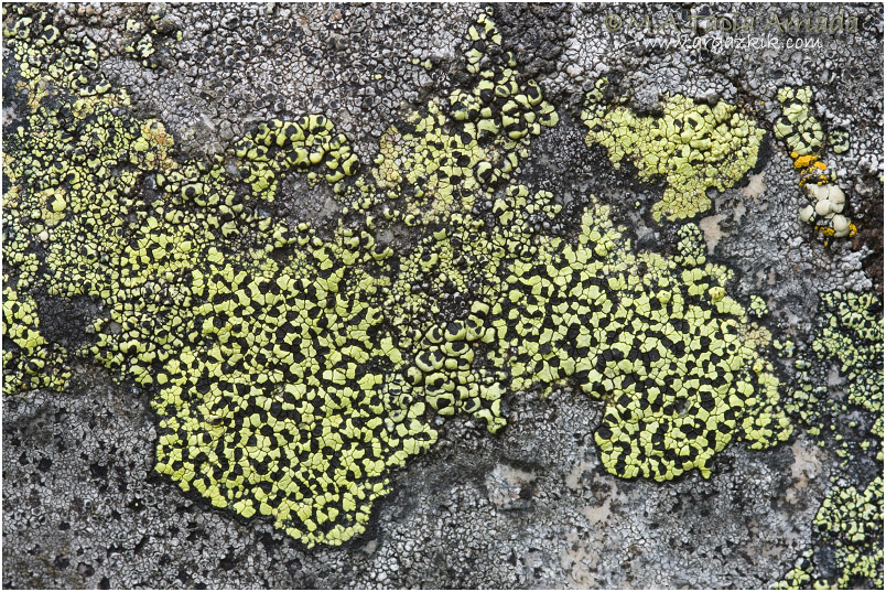 Rizocarpon geographicum