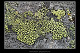 Rizocarpon geographicum