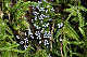 Arcyria cinerea picture 2