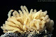 Arcyria obvelata picture 2