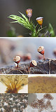 Craterium minutum Artxibo