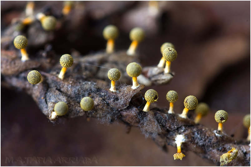 Physarum melleum