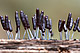 Stemonitopsis typhina 1